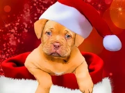 Christmas Dogs Styles Online Puzzle Games on NaptechGames.com