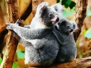 Cute Baby Koala Bear Online Puzzle Games on NaptechGames.com