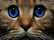 Find the Ghost Cat Online Puzzle Games on NaptechGames.com