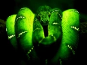 Green Snake Online snake Games on NaptechGames.com