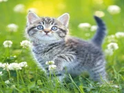 Kittens Jigsaw Online Puzzle Games on NaptechGames.com