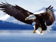 Animals Jigsaw Puzzle - Eagle Online Puzzle Games on NaptechGames.com