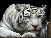 Animals Jigsaw Puzzle - Tiger Online Puzzle Games on NaptechGames.com