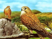 Birds of Prey Slide Online Puzzle Games on NaptechGames.com
