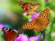 Butterfly Slide Online Puzzle Games on NaptechGames.com