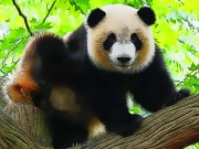 Cute Baby Panda Online Puzzle Games on NaptechGames.com