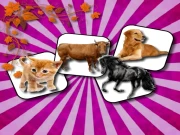 Domestic Animal Memory Challenge Online Puzzle Games on NaptechGames.com