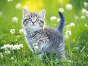 Kittens Jigsaw Puzzle Collection Online Puzzle Games on NaptechGames.com