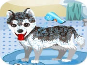 My Cute Dog Bathing Online Girls Games on NaptechGames.com