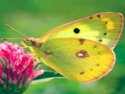 Nature Jigsaw Puzzle - Butterfly Online Puzzle Games on NaptechGames.com