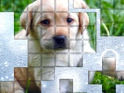PicPu Dog Online Puzzle Games on NaptechGames.com