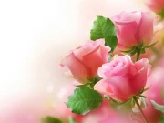 Pink Roses Puzzle Online Puzzle Games on NaptechGames.com