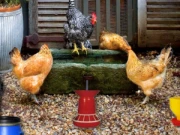 Poultry Farm Easter Escape Online Adventure Games on NaptechGames.com