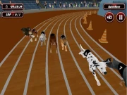 Real Dog Racing Simulator Game 2020 Online Racing & Driving Games on NaptechGames.com