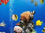 Sea Underwater Difference Online Puzzle Games on NaptechGames.com