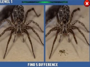 Spider Hidden Difference Online Hypercasual Games on NaptechGames.com