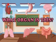 What Organ Is This? Online puzzles Games on NaptechGames.com